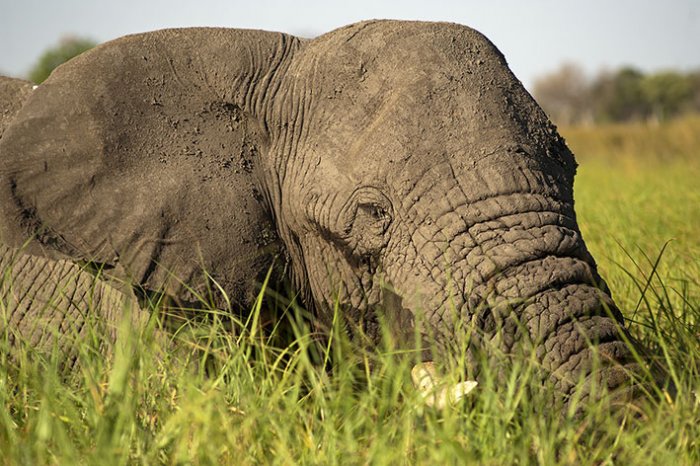 Delta del Okavango - Parque Nacional de Moremi  - Botswana - Elefante en las marismas