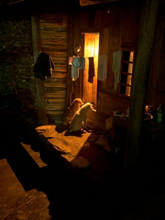 China - Sudian - Provincia de Yunnan - Dogs at Night